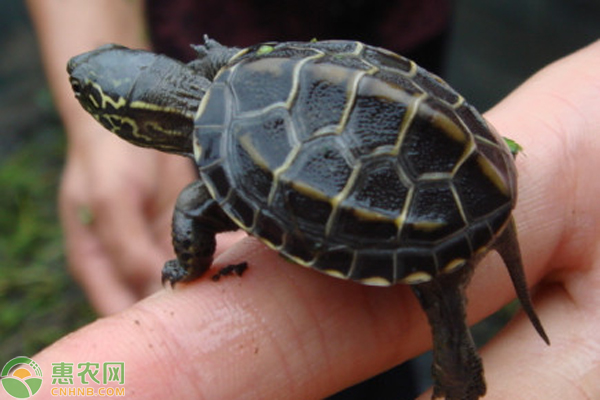 中华草龟养殖技术-图片版权归惠农网所有
