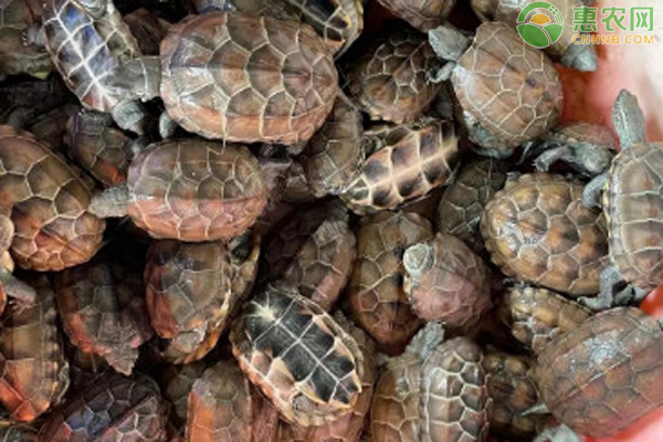 中华草龟养殖技术-图片版权归惠农网所有