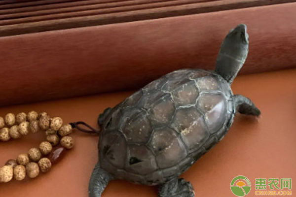 中华草龟养殖技术-图片版权归惠农网所有