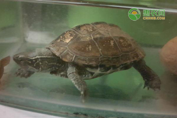 中华草龟怎么养-图片版权归惠农网所有