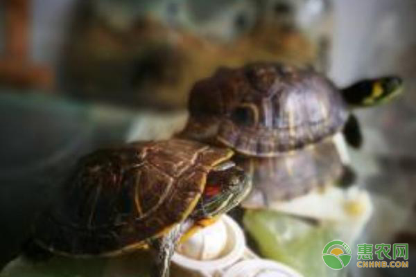 中华草龟怎么养-图片版权归惠农网所有