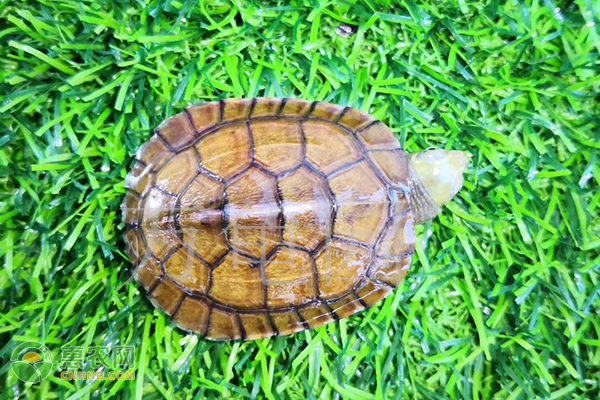中华草龟怎么养-图片版权归惠农网所有