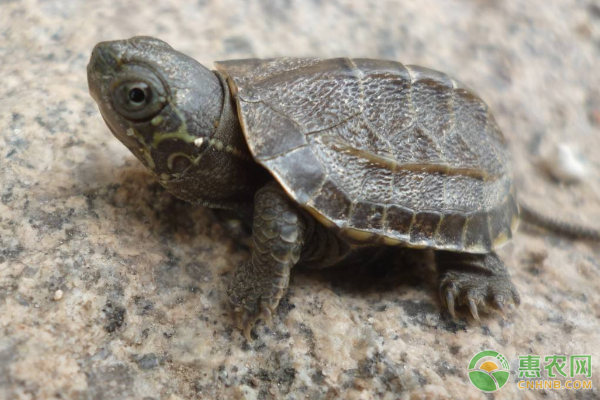 中华草龟卖龟前需做哪些准备？中华草龟温室培育技术-图片版权归惠农网所有