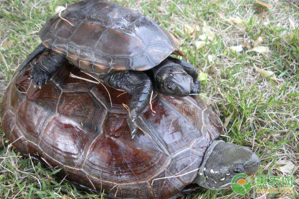 中华草龟卖龟前需做哪些准备？中华草龟温室培育技术-图片版权归惠农网所有