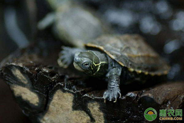 中华草龟卖龟前需做哪些准备？中华草龟温室培育技术-图片版权归惠农网所有