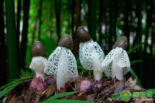 “真菌之花”竹荪大田栽培管理技术-图片版权归惠农网所有