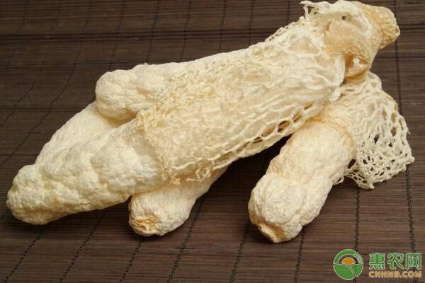 “真菌之花”竹荪大田栽培管理技术-图片版权归惠农网所有