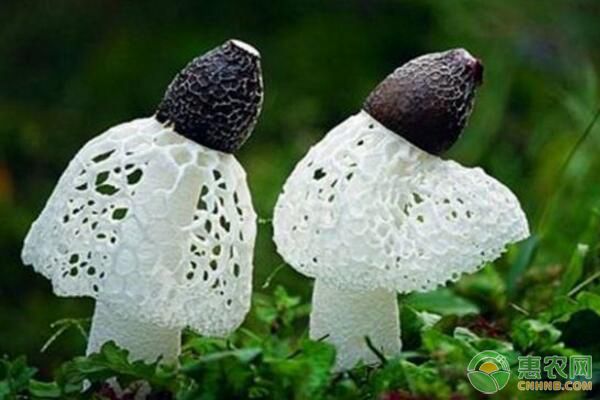 “真菌之花”竹荪大田栽培管理技术-图片版权归惠农网所有