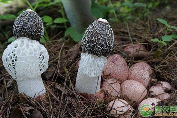 竹荪种植技术大全-图片版权归惠农网所有