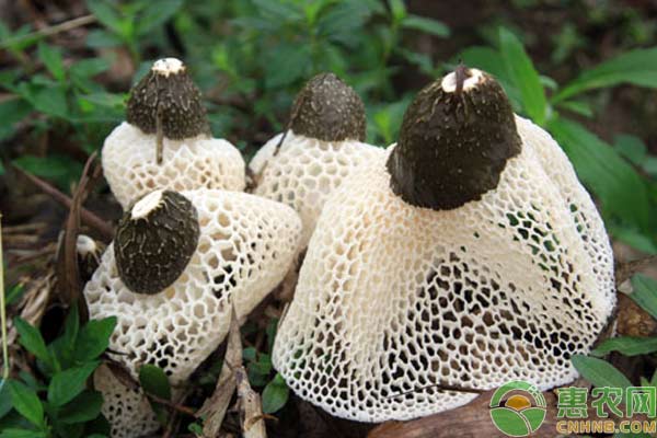 竹荪人工栽培技术-图片版权归惠农网所有