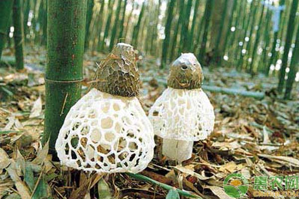 竹荪人工栽培技术-图片版权归惠农网所有