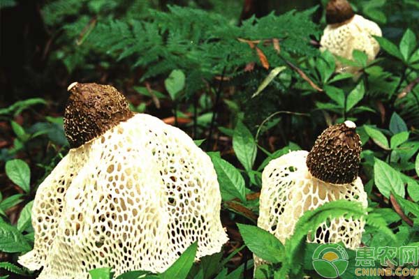 竹荪人工栽培技术-图片版权归惠农网所有