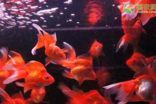 金鱼吃什么食物？金鱼要如何饲养？-图片版权归惠农网所有