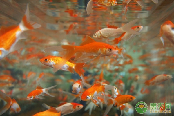 金鱼吃什么食物？金鱼要如何饲养？-图片版权归惠农网所有
