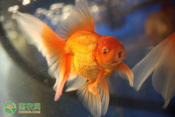 金鱼吃什么食物？金鱼要如何饲养？-图片版权归惠农网所有