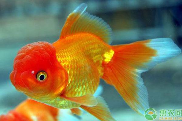 新手养殖金鱼的注意事项-图片版权归惠农网所有