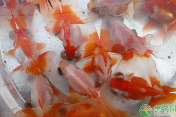 新手养殖金鱼的注意事项-图片版权归惠农网所有