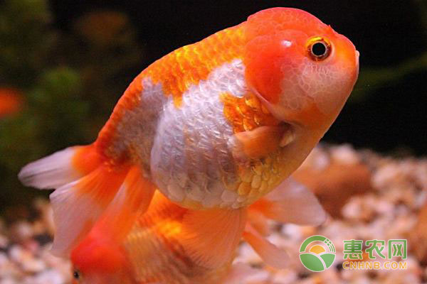 金鱼容易死怎么办?养鱼达人分享金鱼养殖技巧-图片版权归惠农网所有
