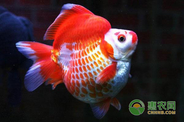 金鱼容易死怎么办?养鱼达人分享金鱼养殖技巧-图片版权归惠农网所有