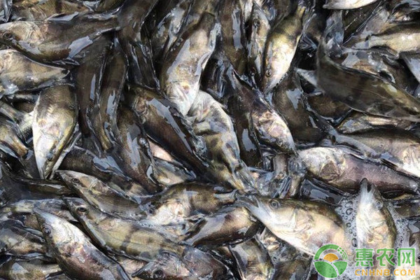 鳜鱼养殖最新技术-图片版权归惠农网所有