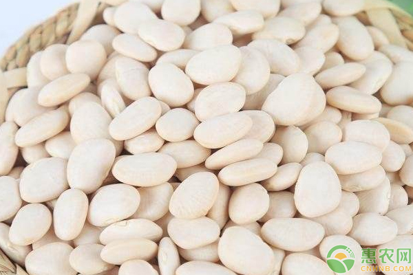 营养又好吃的白玉豆这样选种及水肥管理，产量高销路好-图片版权归惠农网所有