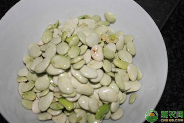 营养又好吃的白玉豆这样选种及水肥管理，产量高销路好-图片版权归惠农网所有