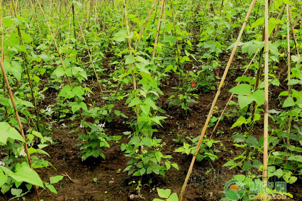 白玉豆想要种得好，掌握这5项技术很重要！-图片版权归惠农网所有