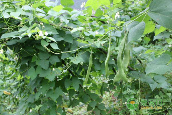 白玉豆想要种得好，掌握好技术很重要！-图片版权归惠农网所有