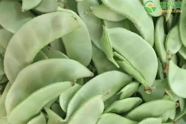 白玉豆种植与管理-图片版权归惠农网所有