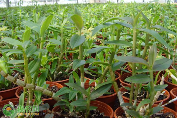 铁皮石斛种植技术和管理方法-图片版权归惠农网所有