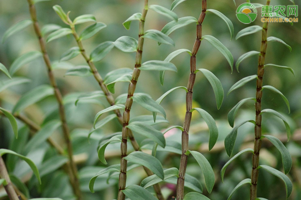 铁皮石斛种植技术和管理方法-图片版权归惠农网所有