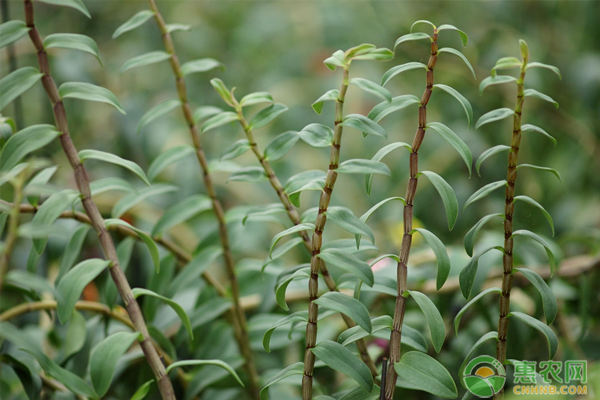 铁皮石斛种植技术和管理方法-图片版权归惠农网所有