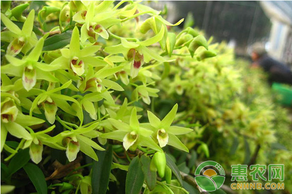 铁皮石斛有哪些常见病虫害？铁皮石斛常见病虫害及其防治措施-图片版权归惠农网所有