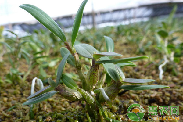 铁皮石斛有哪些常见病虫害？铁皮石斛常见病虫害及其防治措施-图片版权归惠农网所有