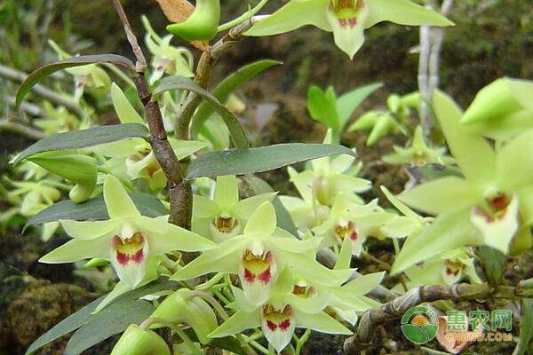 铁皮石斛栽培管理技术及病虫害防治-图片版权归惠农网所有