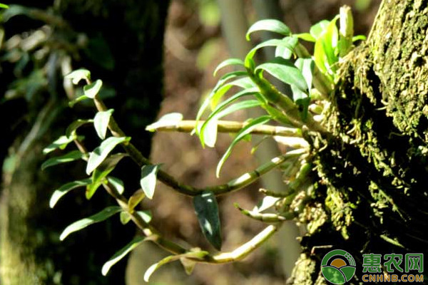 设施铁皮石斛无公害高产栽培管理技术-图片版权归惠农网所有