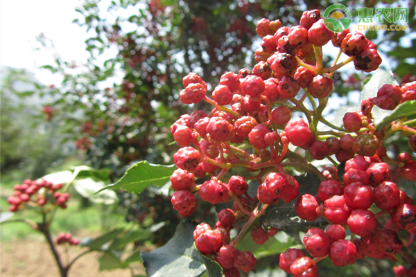 花椒关键修剪技术-图片版权归惠农网所有