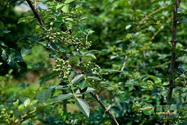 花椒流胶病防治方法-图片版权归惠农网所有