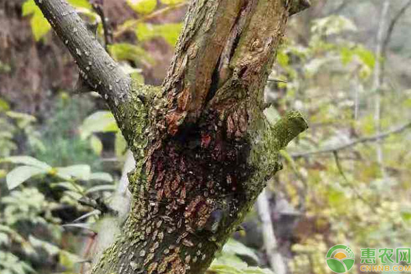 花椒流胶病防治方法-图片版权归惠农网所有