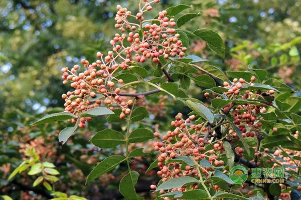 花椒流胶病防治方法-图片版权归惠农网所有