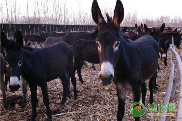 养殖小知识：肉驴养殖怎么计算利润？-图片版权归惠农网所有