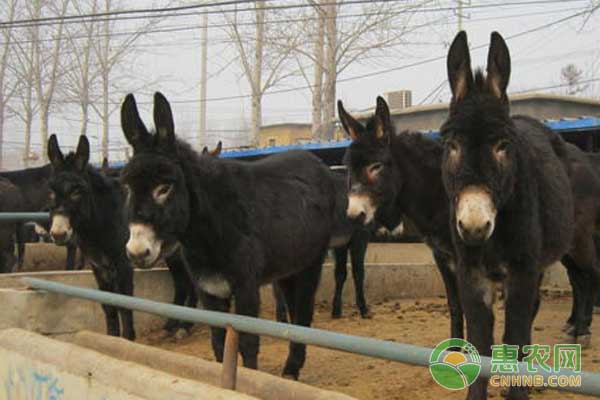 养殖小知识：肉驴养殖怎么计算利润？-图片版权归惠农网所有