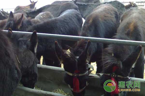 养殖小知识：肉驴养殖怎么计算利润？-图片版权归惠农网所有