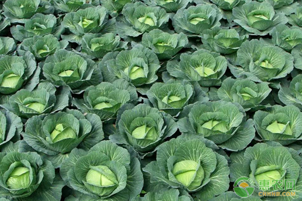 包菜种植技术和种植时间-图片版权归惠农网所有