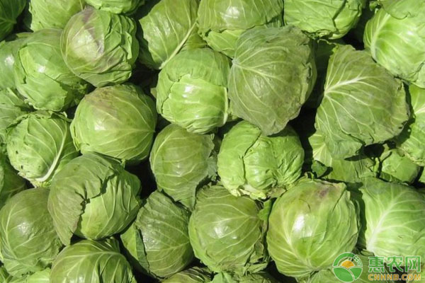 包菜种植技术和种植时间-图片版权归惠农网所有