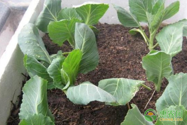 阳台卷心菜的种植方法及养护要点-图片版权归惠农网所有