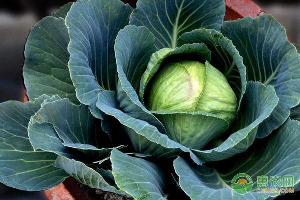 阳台卷心菜的种植方法及养护要点-图片版权归惠农网所有