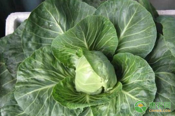 阳台卷心菜的种植方法及养护要点-图片版权归惠农网所有