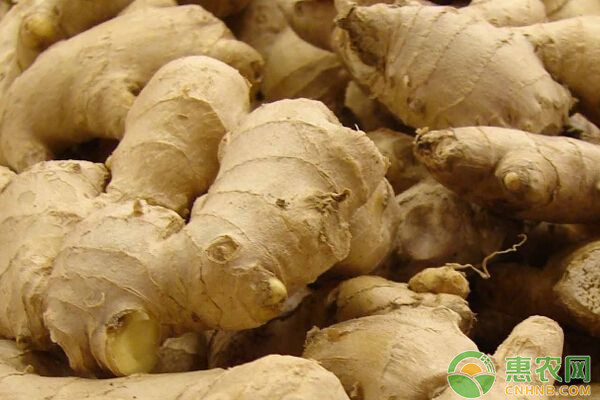生姜什么时候种？生姜优质安全高效种植技术-图片版权归惠农网所有