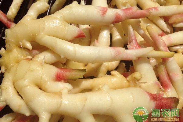 生姜什么时候种？生姜优质安全高效种植技术-图片版权归惠农网所有